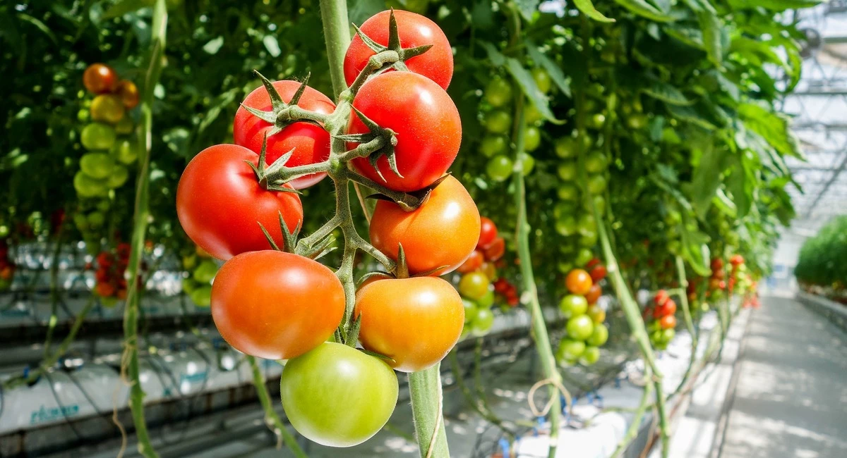 La Tomatina！西班牙番茄狂歡