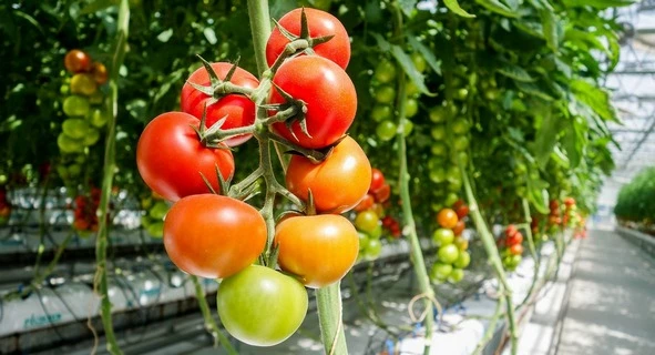 La Tomatina!西班牙番茄狂歡 (undefined)